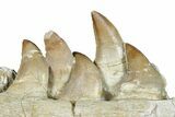 Mosasaur (Prognathodon) Jaw with Five Teeth - Morocco #276704-3